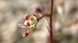 nemacladus rigidus bloom