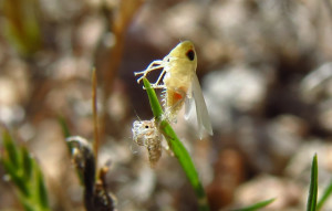 plant hopper eclosed